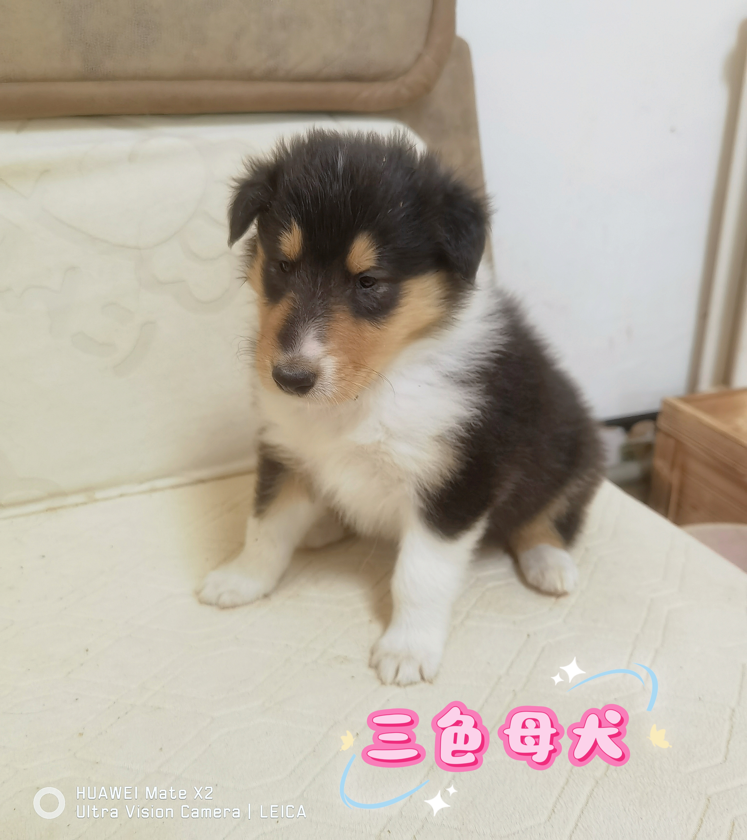 纯种美系双血统苏格兰牧羊犬